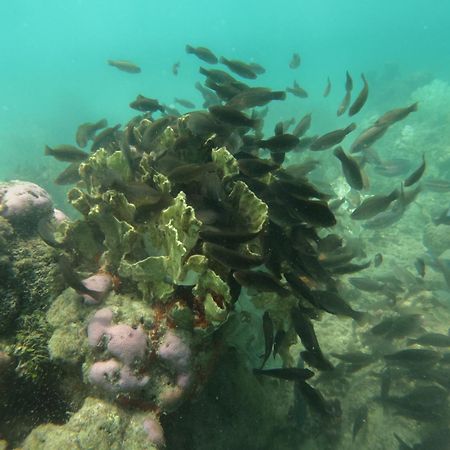 ホテル Samadhi プラヤ・ブランカ エクステリア 写真
